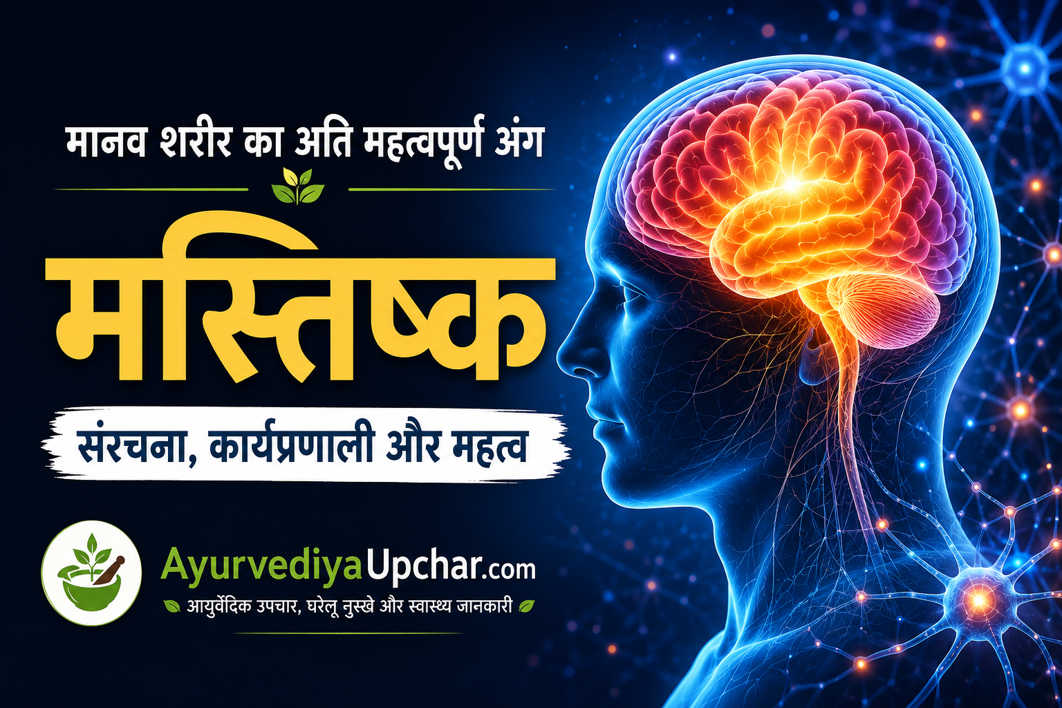 मानव शरीर का अति महत्वपूर्ण अंग – मस्तिष्क
